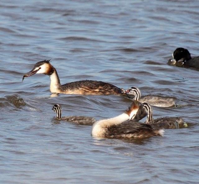 SOMORMUJO LAVANCO-PODICEPS CRISTATUS-GREAT CRESTED GREBE