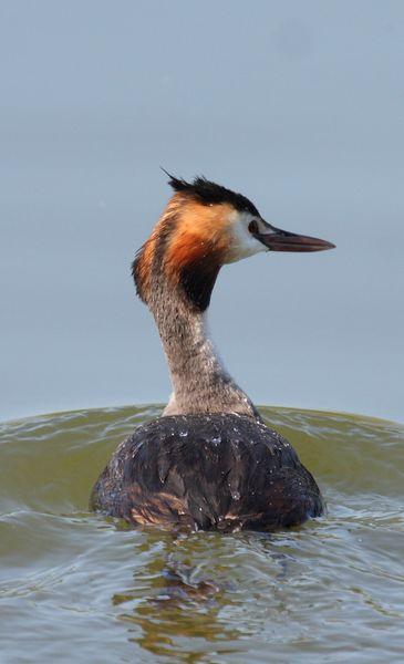 SOMORMUJO LAVANCO-PODICEPS CRISTATUS-GREAT CRESTED GREBE