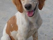 Lara cachorra bretón confiada pueblo Badajoz punto entrar fiestas