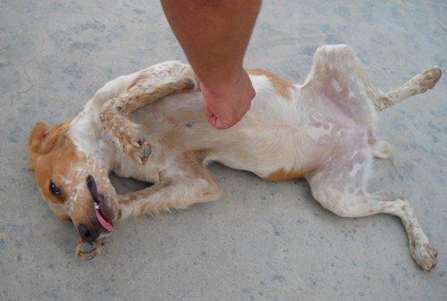 Lara cachorra de bretón confiada en un pueblo de Badajoz a punto se entrar en fiestas