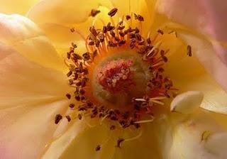 Como hacer rosas con pistilos y flores  de hortensia en pasta de goma