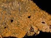 Conmemoración Mundial contra hepatitis virales