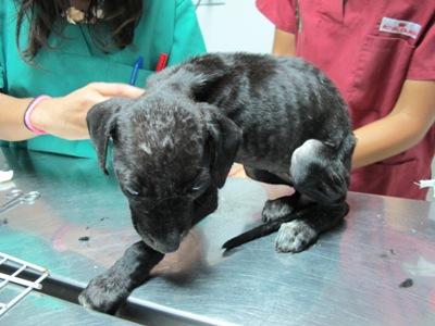 Tremendo caso de Síndrome de Noe en Huelva.