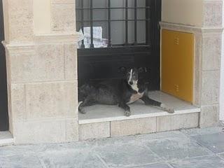 Galga preñada en la carretera, ayuda por favor!!