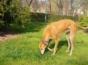 Galgo perdido barcelona