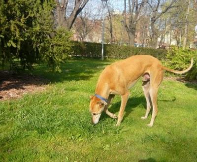 GALGO PERDIDO EN BARCELONA