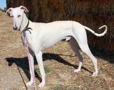 URO, el más noble de los galgos, Zaragoza