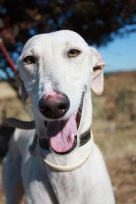 URO, el más noble de los galgos, Zaragoza