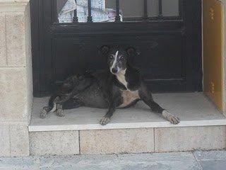 Galga preñada en la carretera, ayuda por favor!