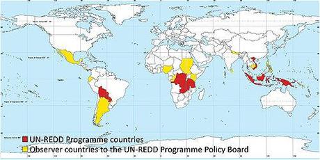 REDD, la destrucción programada de bosques