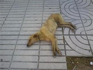 (BADAJOZ)- Galga-podenca que ya está recuperada  y busca hogar.