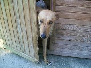 (BADAJOZ)- Galga-podenca que ya está recuperada  y busca hogar.