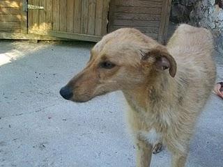 (BADAJOZ)- Galga-podenca que ya está recuperada  y busca hogar.