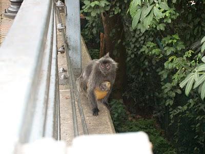 Primeros días en Malasia: Kuala Lumpur y Cuevas Batu