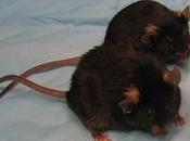 tratamiento para trabajar musculatura aumenta supervivencia cáncer ratones