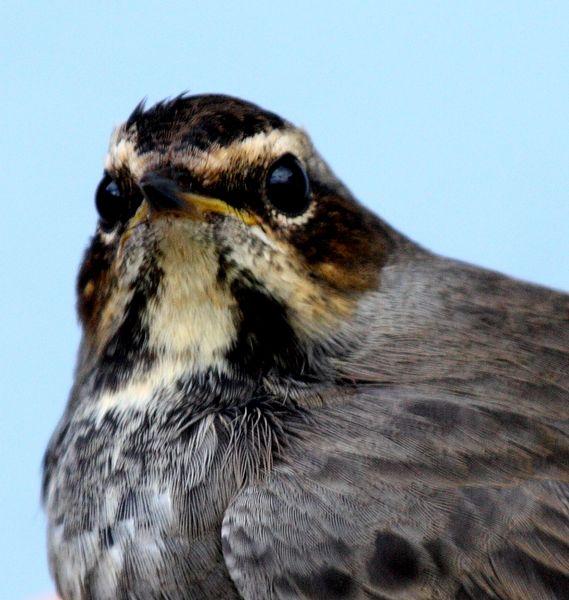 RUISEÑOR PECHIAZUL-LUSCINIA SVECICA-BLUETHROAT