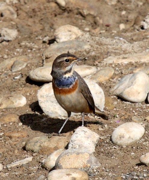 RUISEÑOR PECHIAZUL-LUSCINIA SVECICA-BLUETHROAT