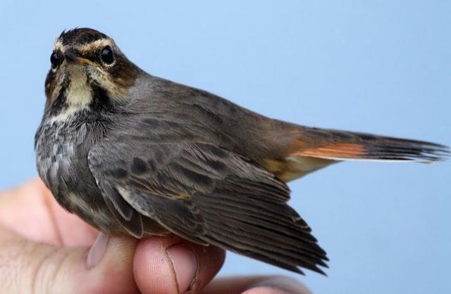 RUISEÑOR PECHIAZUL-LUSCINIA SVECICA-BLUETHROAT