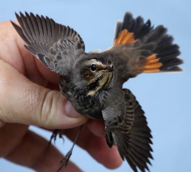 RUISEÑOR PECHIAZUL-LUSCINIA SVECICA-BLUETHROAT