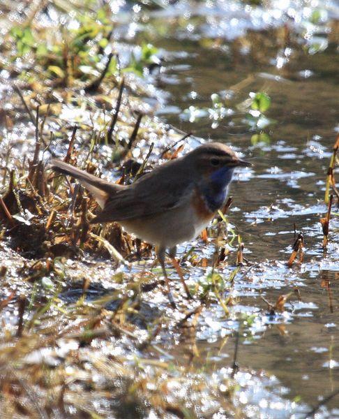 RUISEÑOR PECHIAZUL-LUSCINIA SVECICA-BLUETHROAT