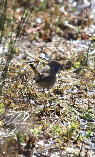 RUISEÑOR PECHIAZUL-LUSCINIA SVECICA-BLUETHROAT