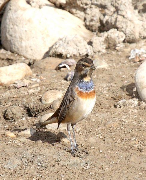 RUISEÑOR PECHIAZUL-LUSCINIA SVECICA-BLUETHROAT