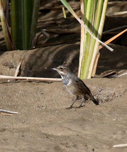 RUISEÑOR PECHIAZUL-LUSCINIA SVECICA-BLUETHROAT