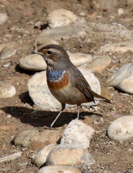 RUISEÑOR PECHIAZUL-LUSCINIA SVECICA-BLUETHROAT