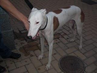 Galgo, rescatado en muy malas condiciones.