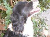 Nuevo llamamiento Villabichos