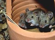 Jejejeje, tenemos estos casa: