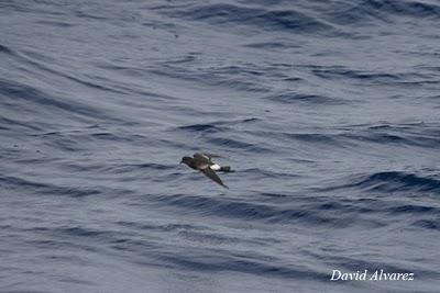 Gaviotas de Sabine y Paíños de Wilson en Cariño