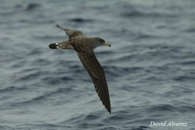 Gaviotas de Sabine y Paíños de Wilson en Cariño