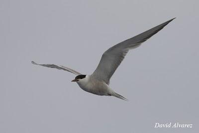 Gaviotas de Sabine y Paíños de Wilson en Cariño