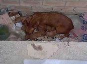 Podenca bebes días obra.