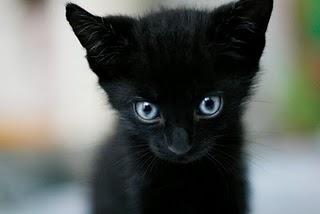 Lo próximo de Jeaniene Frost y Name that Kitty?