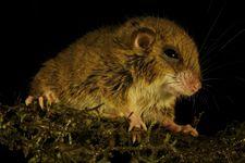 El síndrome de fatiga crónica puede provocarlo un virus de ratón