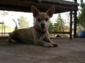 Huita Motita, chihuahua lleva toda vida atada, hijita meses.