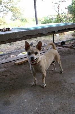 Huita y Motita, chihuahua que lleva toda la vida atada, y su hijita de 2 meses.