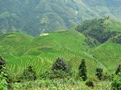Longsheng terrazas arroz