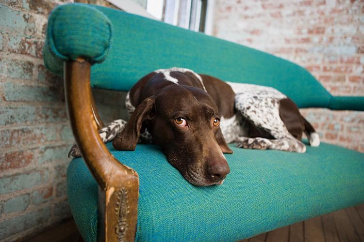 Pointer on a chair