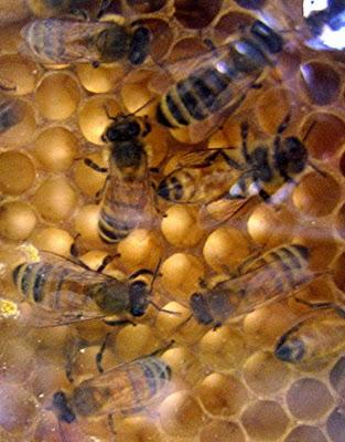 Las abejas usan GTD