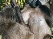 Amigas: secreto para vivir mundo babuinos