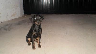 SOS, cachorro cruce de pinscher abandonado, Badajoz