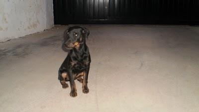 SOS, cachorro cruce de pinscher abandonado, Badajoz