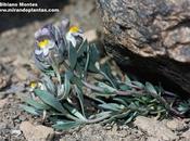 Linaria glacialis Boiss