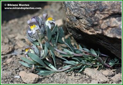 Linaria glacialis Boiss