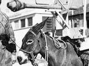 Platero muyahidines
