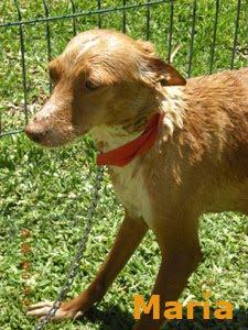 SEVILLA- SOLIDARIDAD CON UNA PODENCA ¡¡POR FAVOR....!!