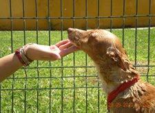 SEVILLA- SOLIDARIDAD CON UNA PODENCA ¡¡POR FAVOR....!!